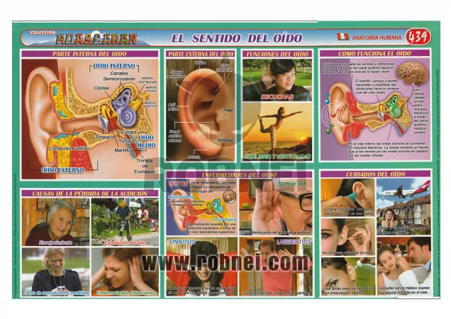 El Sentido Del Oido